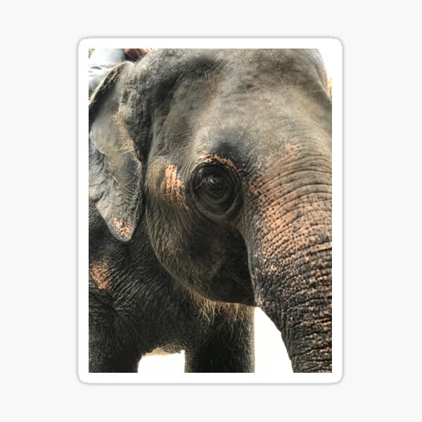 Elephant's Face Sticker