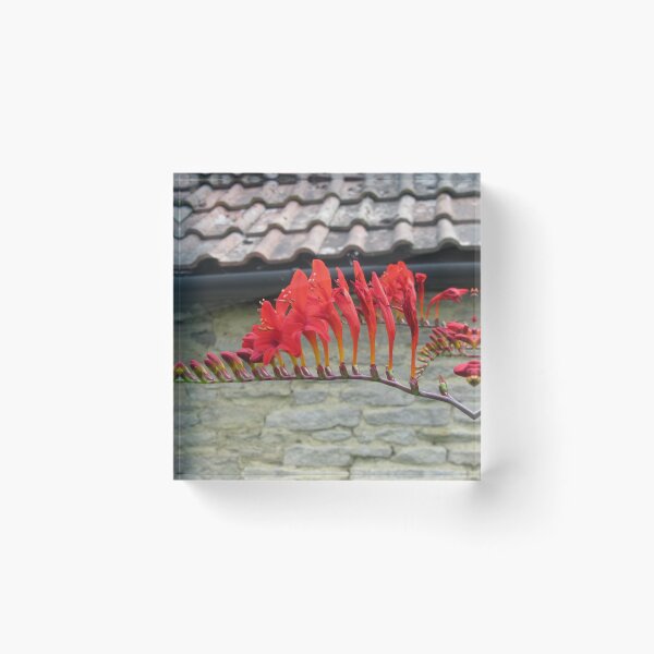 Item preview, Red Crocosmia designed and sold by lezvee.