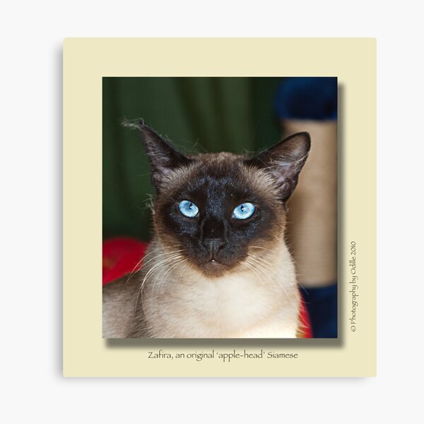 cat calendar image #5 Zafira Canvas Print
