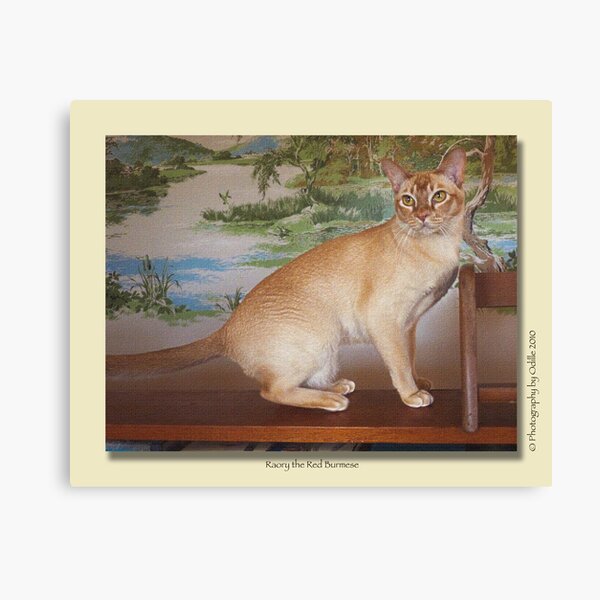 cat calendar #6 Roary the Red Burmese Canvas Print