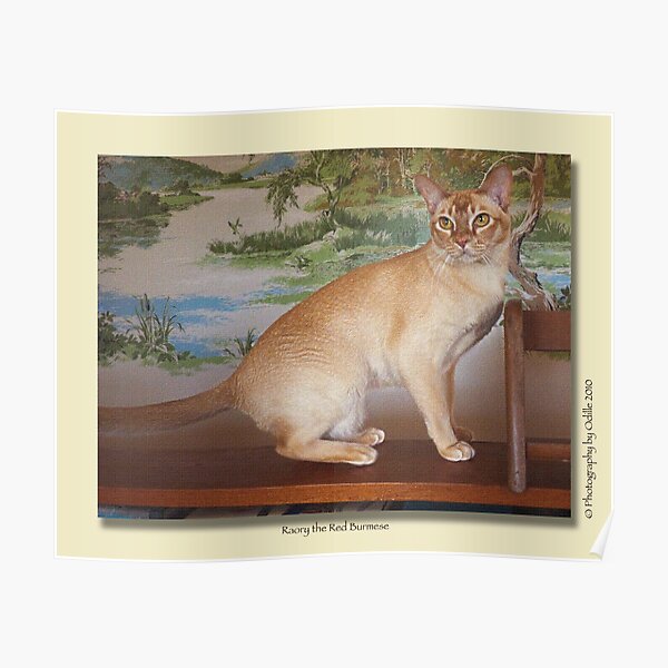 cat calendar #6 Roary the Red Burmese Poster