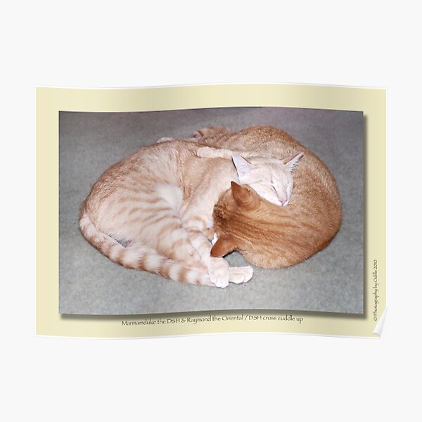 Cat calendar image #2 Togetherness! Poster