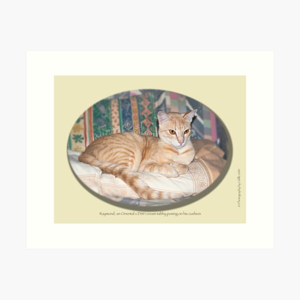 Cat calendar image #8 Raymond in repose Art Print