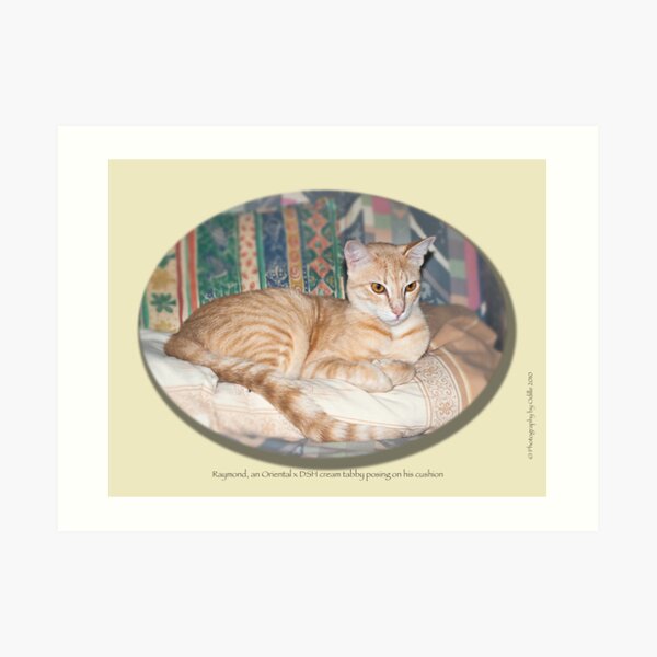 Cat calendar image #8 Raymond in repose Art Print