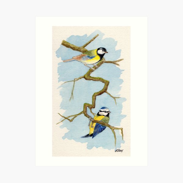 The Blue Tit - Cyanistes Caeruleus - Aquarel Art Print
