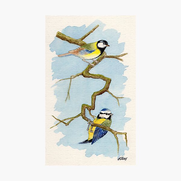 The Blue Tit - Cyanistes Caeruleus - Aquarel Photographic Print