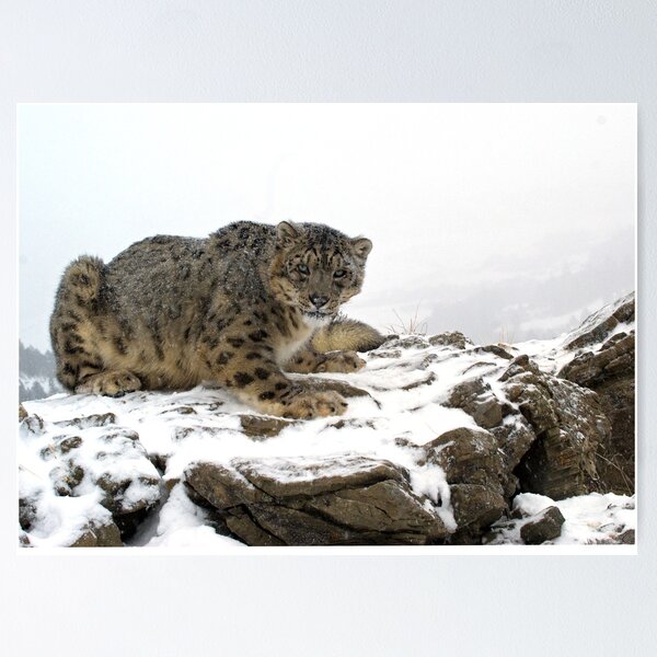 Item preview, Snow Leopard 3 designed and sold by mrshutterbug.