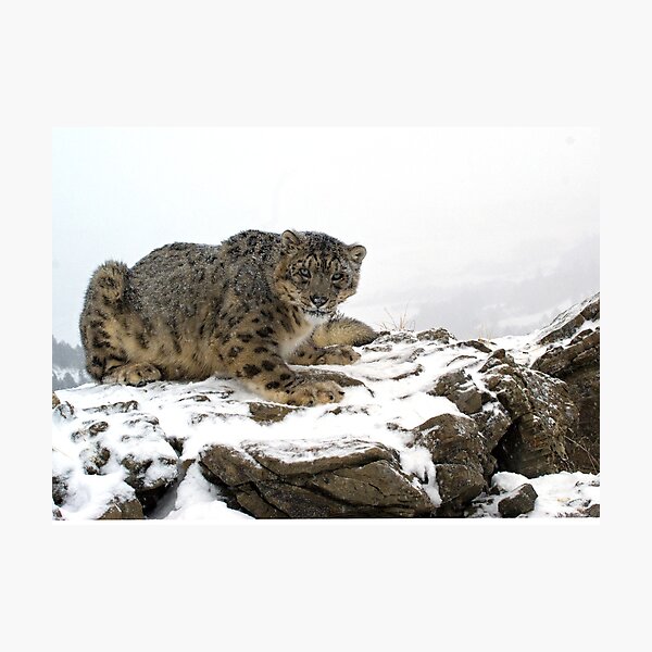 Item preview, Snow Leopard 3 designed and sold by mrshutterbug.