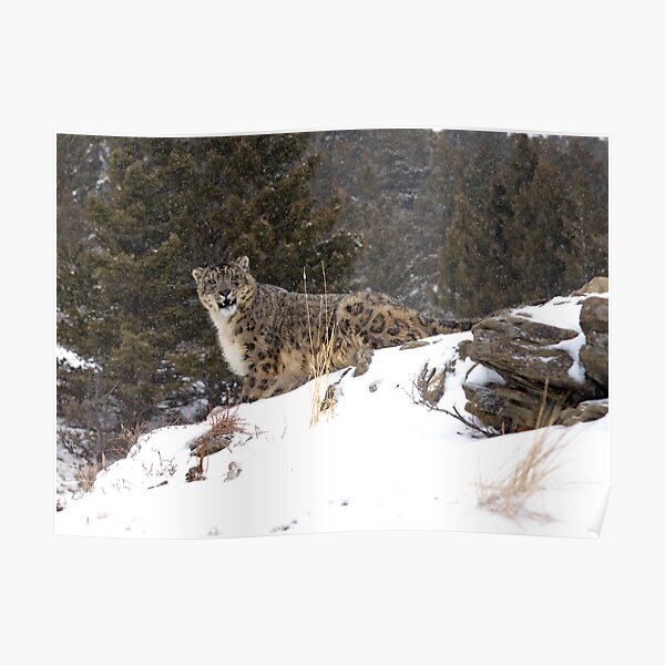 Snow Leopard 5 Poster By Mrshutterbug Redbubble