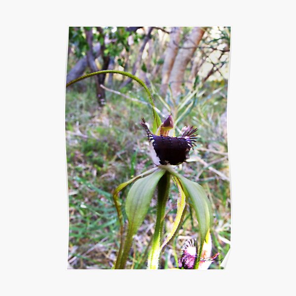 King spider orchid, Caladenia pectinata Poster