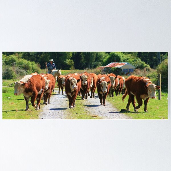Item preview, "moving the boys"  flagstaff hereford stud designed and sold by rina sjardin-thompson.