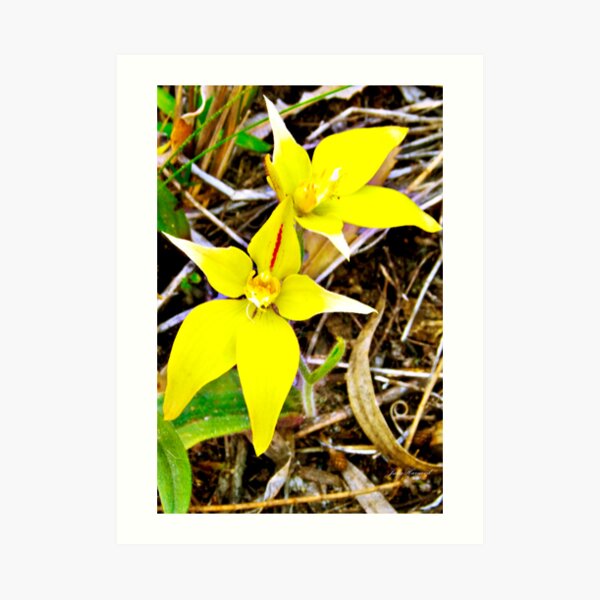 Cow slip orchid, aladenia flava Art Print