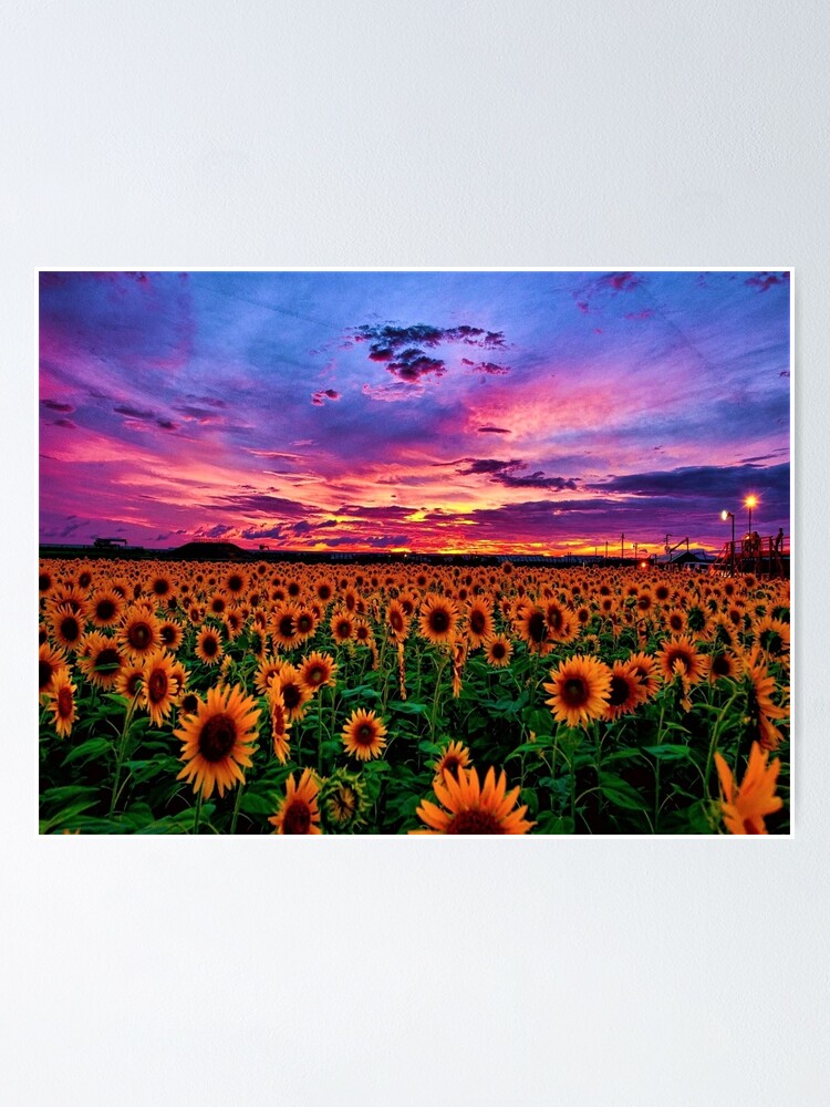 Póster «Serie de campos de girasol # 2 - Puesta de sol - por Jéanpaul  Ferro» de jferro67 | Redbubble