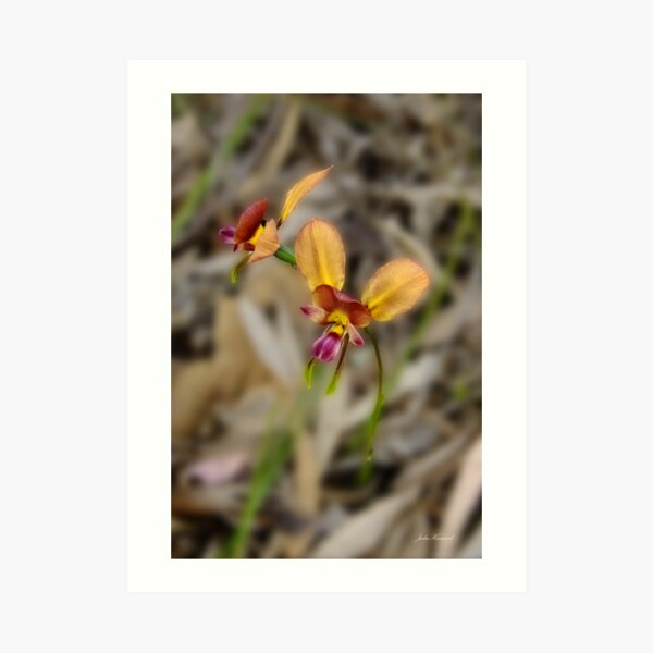 Pansy orchid, Diuris magnifica Art Print