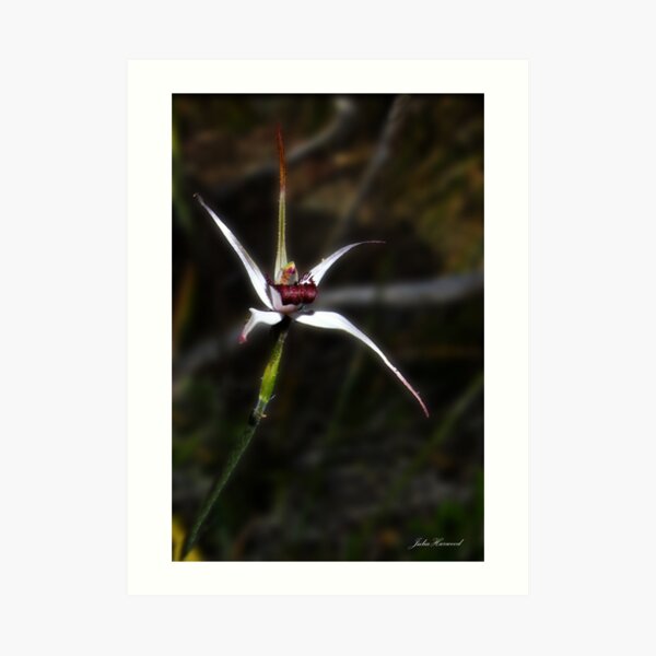 Exotic spider orchid, Caladenia novalis Art Print