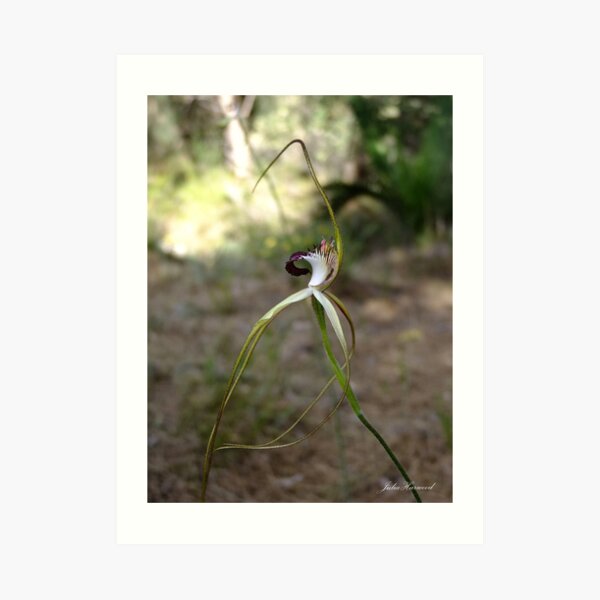 Giant Spider Orchid, Caladenia excelsa Art Print