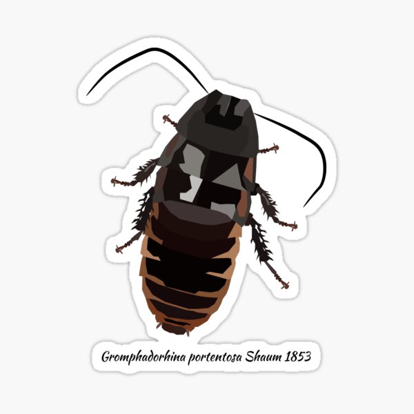 Madagascar Hissing Cockroach Portrait Sticker