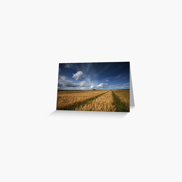 Barley field, Caithness, Scotland Greeting Card