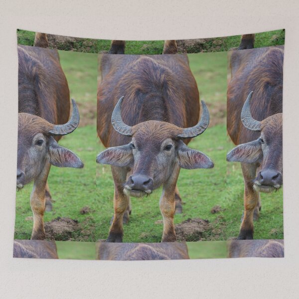 Item preview, Sri Lanka. Yala National Park. Buffalo. designed and sold by vadim19.