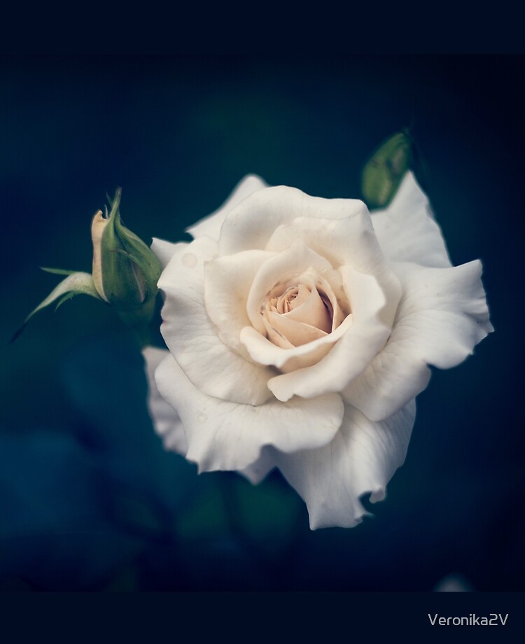 Coque et skin adhésive iPad « Belle rose blanche avec des bourgeons sur un  fond bleu foncé », par Veronika2V | Redbubble