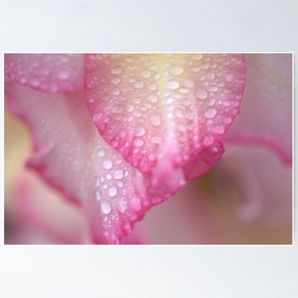 Artikelvorschau, Pink Flowers - Raining entworfen und verkauft von HELUA.