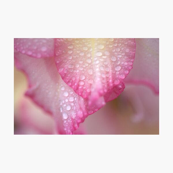 Item preview, Pink Flowers - Raining designed and sold by HELUA.