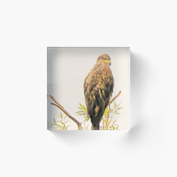Juvenile Bald Eagle Keeps Watch Acrylic Block