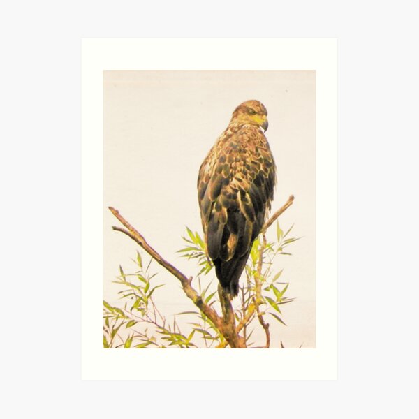 Juvenile Bald Eagle Keeps Watch Art Print