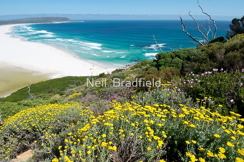 "Spring Flowers Cape Town" by Neil Bradfield Redbubble