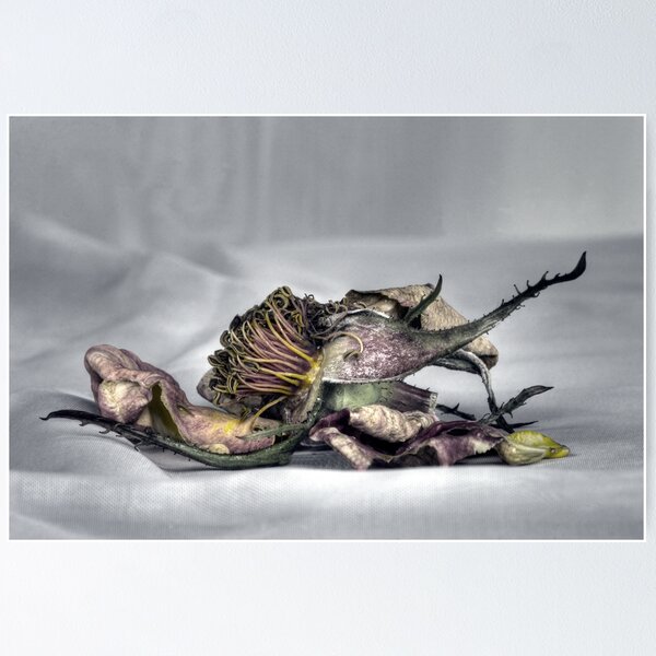 Item preview, Death of a Rose designed and sold by billsimages.