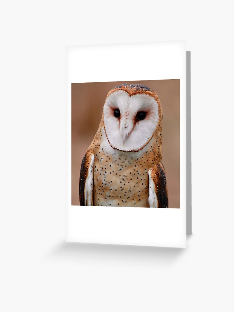 Carte De Vœux Portrait De Chouette Effraie Par Richardbryce Redbubble