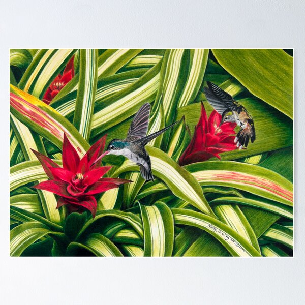 Artikelvorschau, Hummingbirds And Bromiliad entworfen und verkauft von kwoolingtonart.