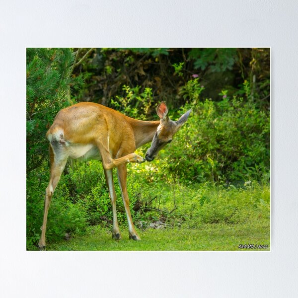 Item preview, White Tailed Deer Scratching it's Nose designed and sold by kenmo.