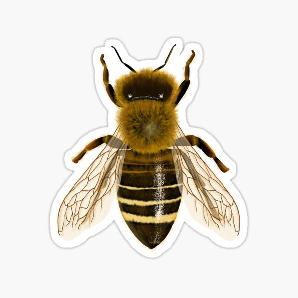 Realistic Bee Drawing Sticker By Elliladesigns Redbubble