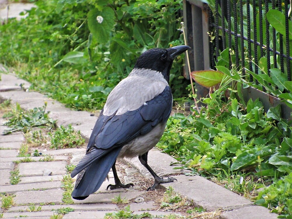 Hooded Crow by tomeoftrovius