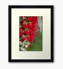 Bottle Brush Framed Print