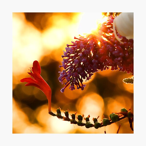 Item preview, Backlit designed and sold by Anne McKinnell.