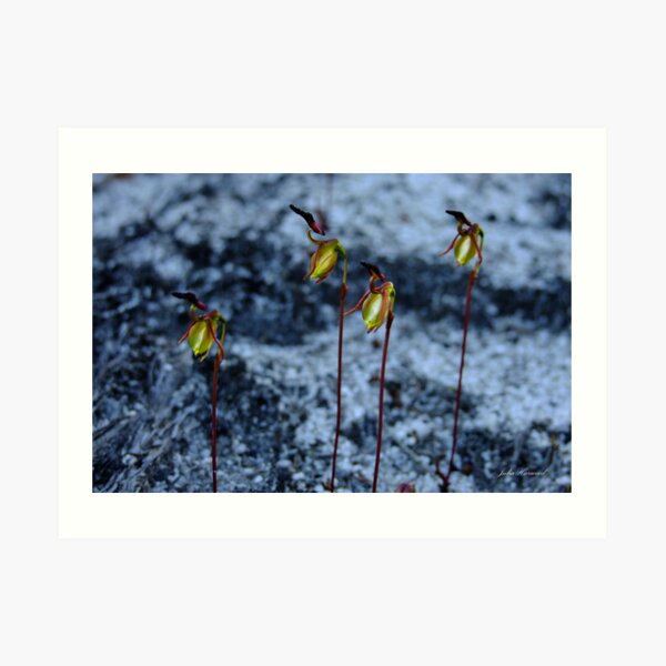 Four Flying Duck Orchids, Paracaleana nigrita Art Print