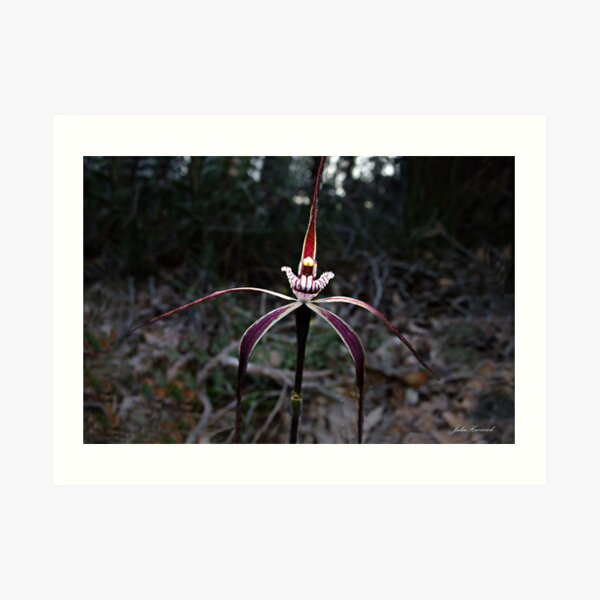 Crimson spider orchid, Caladenia footeana Art Print