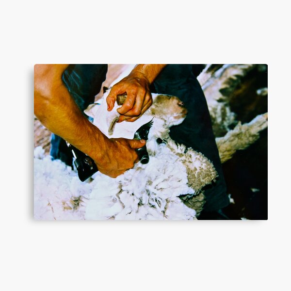 Top Gun Shearer Canvas Print