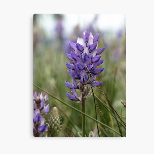 Lupine at Lake Tahoe Canvas Print
