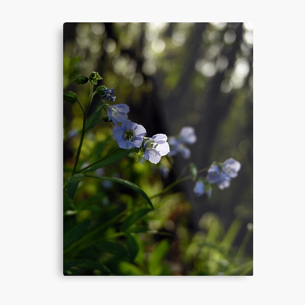Blue wildflowers Metal Print