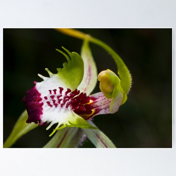 Aperçu de l'œuvre Caladenia tentaculata Mantis Orchid créée et vendue par David  Piko.