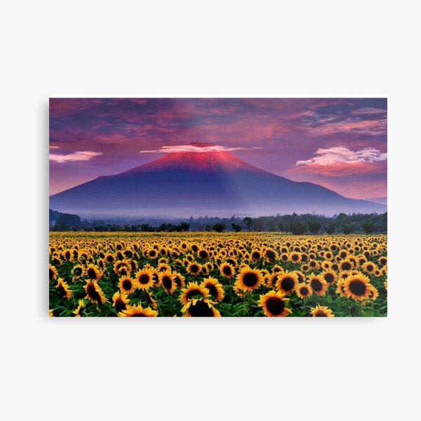 Sunflower field series #6 – Mount Fuji, Japan at Sunset by Jéanpaul Ferro Metal Print