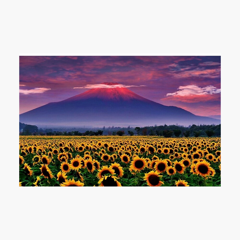 Lámina metálica «Serie de campos de girasoles # 6 - Monte Fuji, Japón al  atardecer por Jéanpaul Ferro» de jferro67 | Redbubble