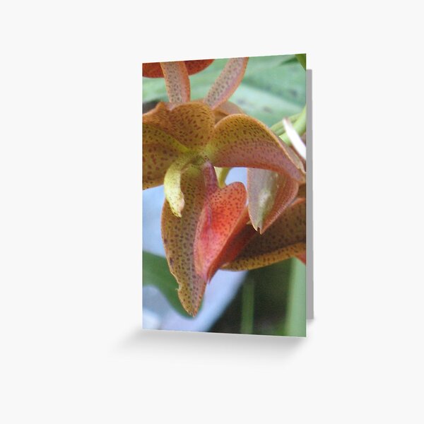 Another new orchid in our Garden of Wonder Greeting Card
