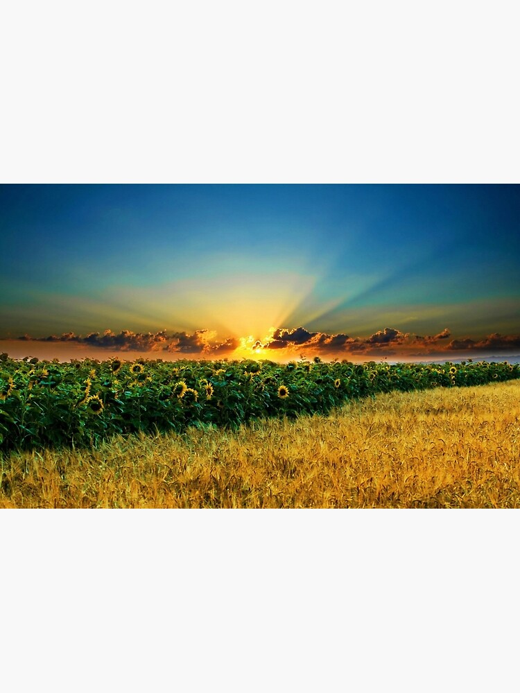 "Sunflower field series 23 Scituate, Rhode Island Sunflower field