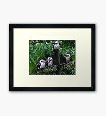 Kookaburra Family Framed Print