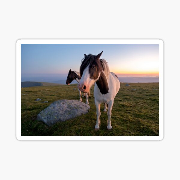 Item preview, Piebald Ponies at Sunset designed and sold by derekbeattie.