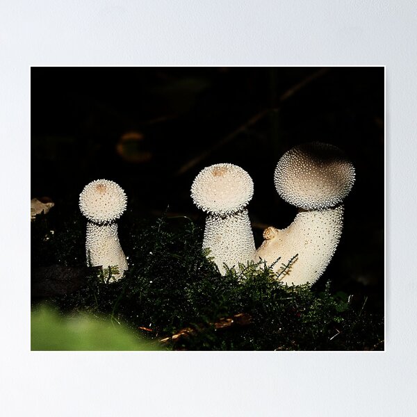Item preview, Fungi in the woods one day two designed and sold by gracetalking.